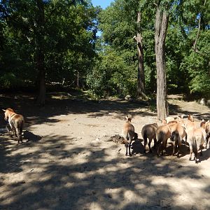 8/12/2022 - Przewalski's Wild Horses