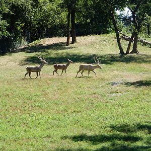 8/12/2022 - Bactrian Deer Habitat