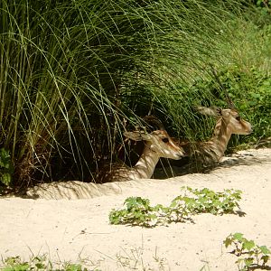 8/12/2022 - Slender-horned Gazelles