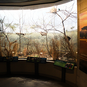 Bird House - Savanna Exhibit