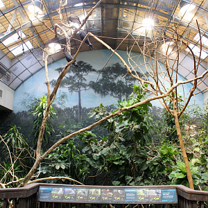 Bird House - Free-flight Room