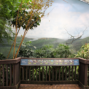 Bird House - Free-flight Room