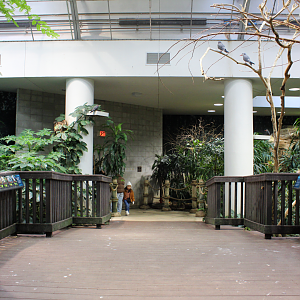 Bird House - Free-flight Room