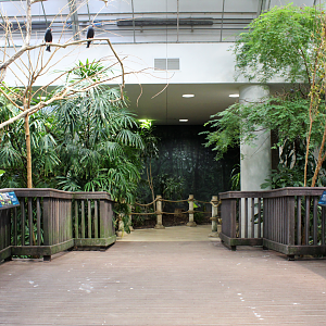 Bird House - Free-flight Room