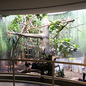 Bird House - Forest Floor Exhibit