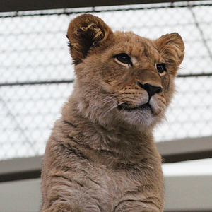 Lion Cub "Pilipili"
