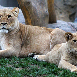 Lion Mother and Cub