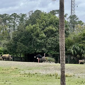 White Rhinoceros, Greater Kudu, and Ostrich