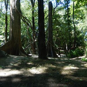 8/12/2022 - Gorilla Habitat #2