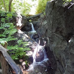 8/12/2022 - Congo Gorilla Forest - Stream