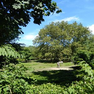 8/12/2022 - Grevy's Zebra Habitat