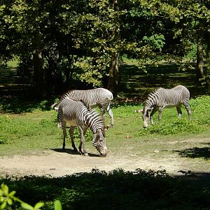8/12/2022 - Grevy's Zebras