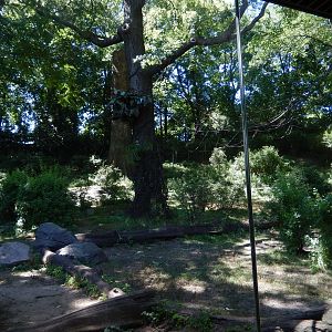 8/12/2022 - Gorilla Habitat #1