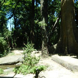 8/12/2022 - Gorilla Habitat