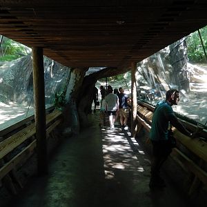 8/12/2022 - Gorilla Encounter Tunnel