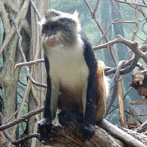 8/12/2022 - Wolf's Guenon