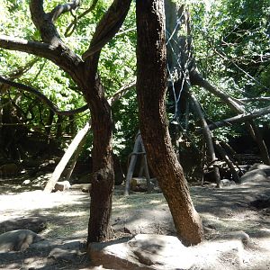 8/12/2022 - Mandrill & Red River Hog Habitat