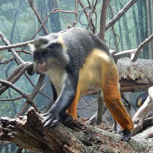 8/12/2022 - Wolf's Guenon