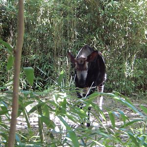 8/12/2022 - Forest Giraffe