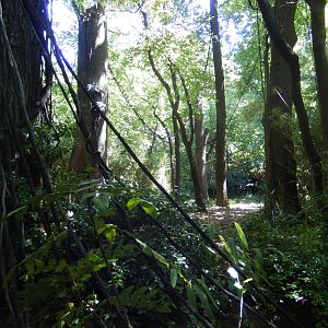 8/12/2022 - Okapi Habitat