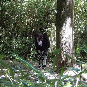 8/12/2022 - Okapi
