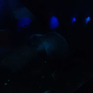 8/12/2022 - Northern Luzon Giant Cloud Rat