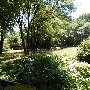 8/12/2022 - Giraffe & Ostrich Habitat