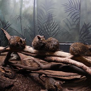 8/12/2022 - Common Degus (?)
