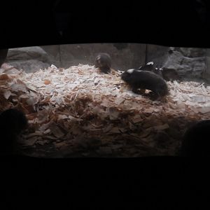 8/12/2022 - Damaraland Mole Rats