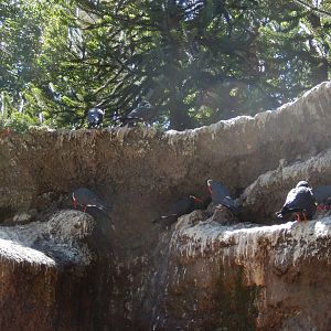 8/12/2022 - Inca Terns