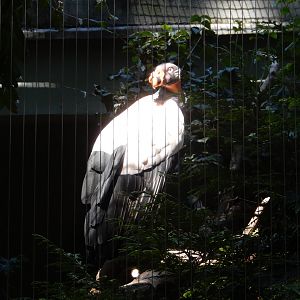 8/12/2022 - King Vulture