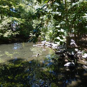 8/12/2022 - Waterfowl Exhibit