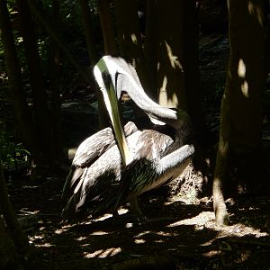 8/12/2022 - Pelican