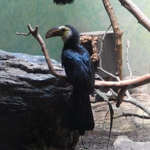 8/12/2022 - Sulawesi Hornbill