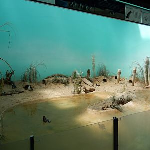 8/12/2022 - Bird Exhibit