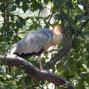 8/12/2022 - Honduran Boat-Billed Heron