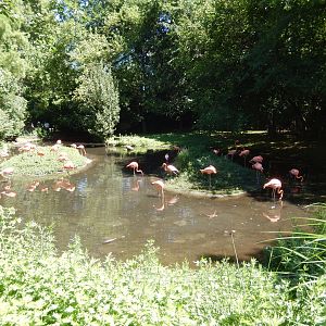 8/12/2022 - Caribbean Flamingo Pond