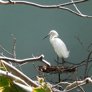8/12/2022 - Snowy Egret
