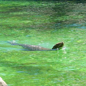 8/12/2022 - California Sea Lion