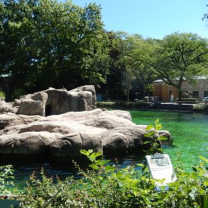 8/12/2022 - California Sea Lion Pool
