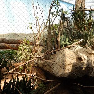 8/12/2022 - Spiny Forest Exhibit