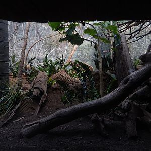 8/12/2022 - Ring-tailed Mongoose Exhibit