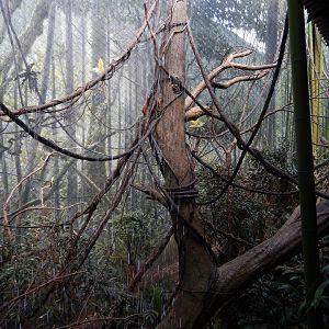 8/12/2022 - Red Ruffed Lemur Exhibit