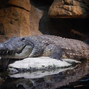 8/12/2022 - Enormous Nile Crocodile