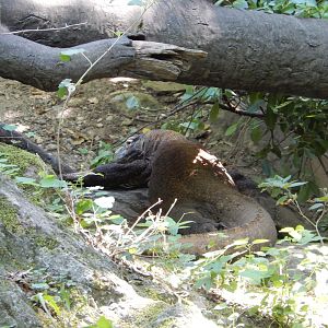 8/12/2022 - Komodo Dragon