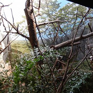 8/12/2022 - Coquerel's Sifaka Habitat