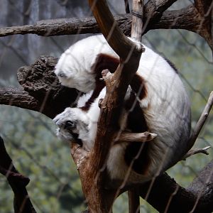 8/12/2022 - Zoboomafoo?