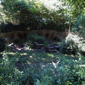 8/12/2022 - Komodo Dragon Habitat #1