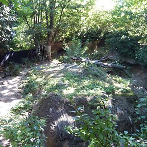 8/12/2022 - Komodo Dragon Habitat #2