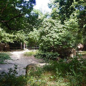 8/12/2022 - White Rhino Habitat - Poolside View